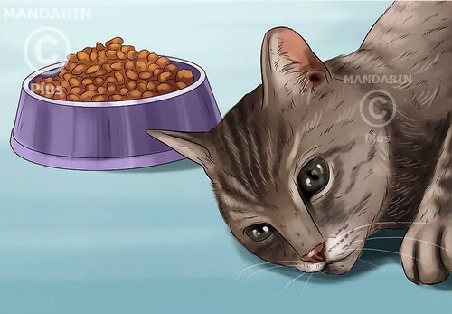 кошка не ест